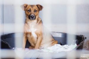 small dog in a crate cage